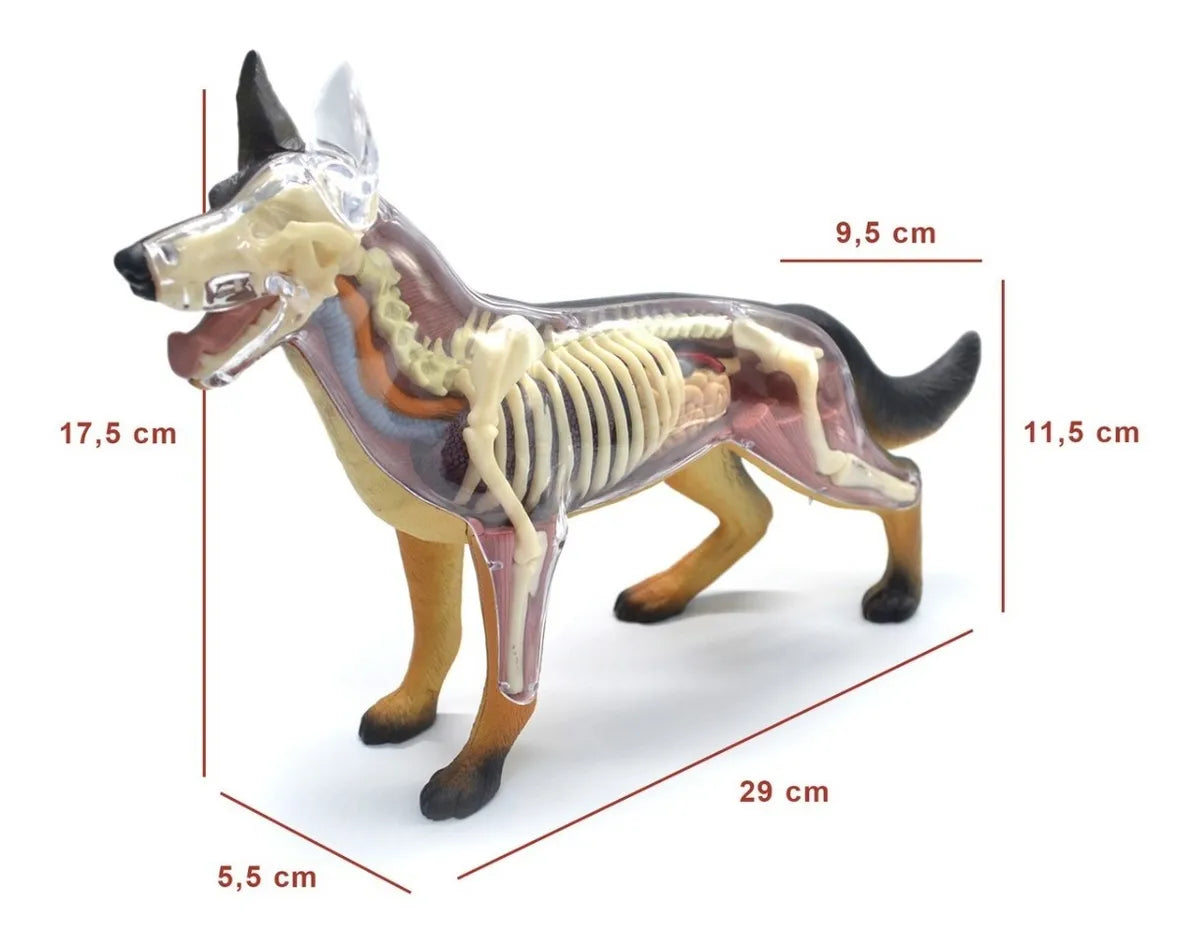 4d Vision - Modelo Anatomia Cachorro - 4d Master Stand Parts