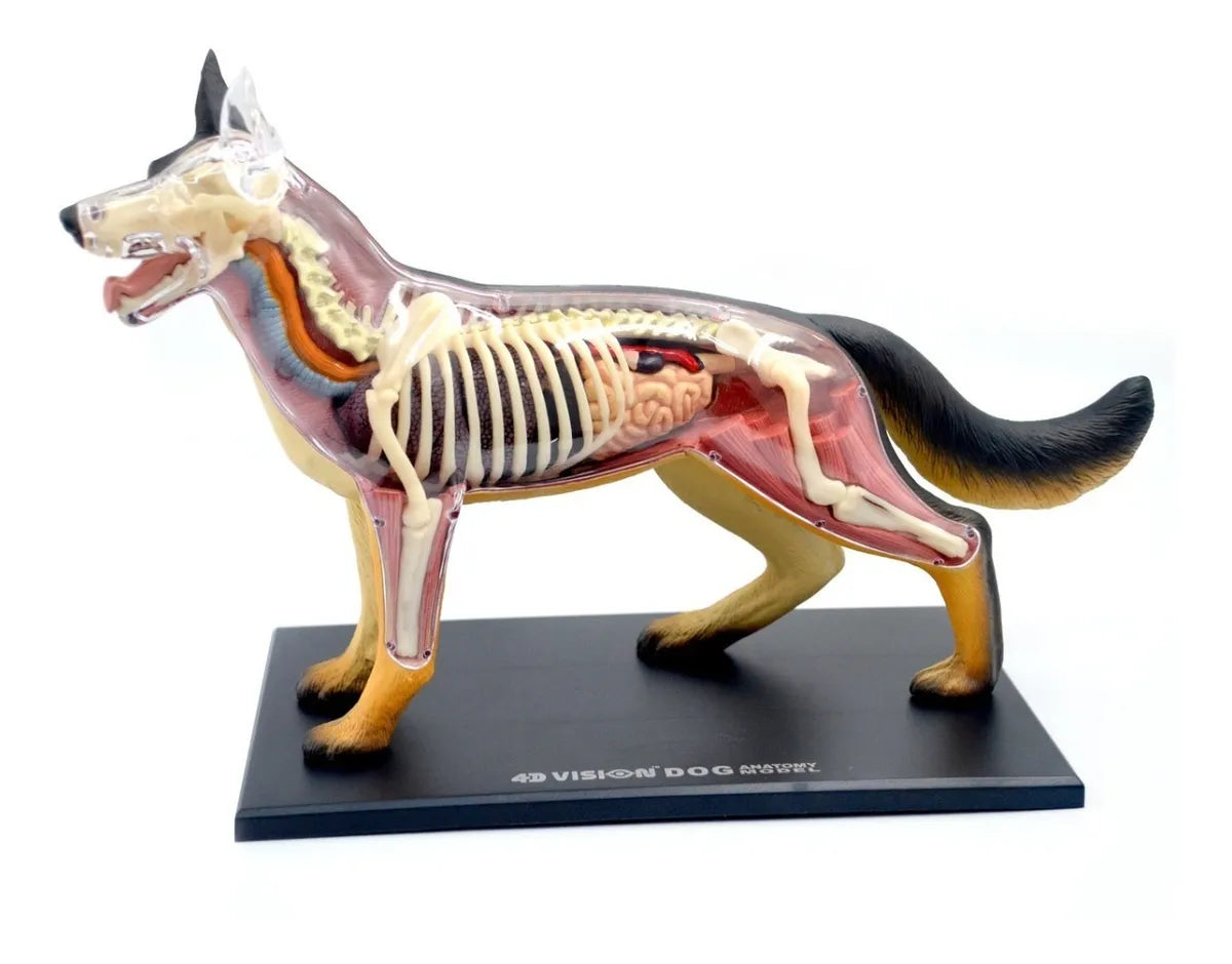 4d Vision - Modelo Anatomia Cachorro - 4d Master Stand Parts