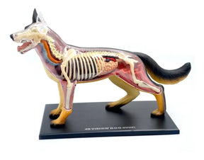 4d Vision - Modelo Anatomia Cachorro - 4d Master Stand Parts