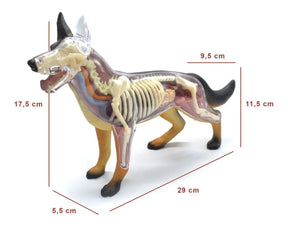 4d Vision - Modelo Anatomia Cachorro - 4d Master Stand Parts